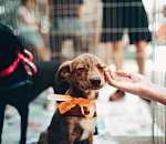 В Астраханской области построят еще один приют для животных