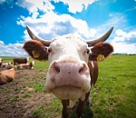 Астраханское мясо начали поставлять в Иран