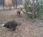 Видео дня: орлана, пойманного в Астрахани, в семью принял хищник-социофоб