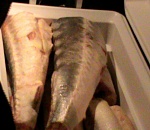 Краснодарец вез в качестве сувенира из Астрахани 25 килограмм осетрины