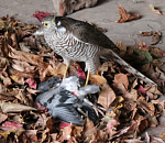 Фото дня: ястреб-перепелятник в центре Астрахани