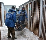 В астраханском сквере, где псы нападают на людей, провели отлов
