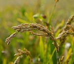 Концессия позволит в 6 раз увеличить площади под рис в Астраханской области