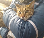 Астраханцы всем миром спасали котенка