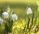 Астраханские синоптики обещают весеннюю погоду на всю неделю