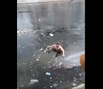 Кадры спасения собаки на набережной в Астрахани поразили пользователей сети