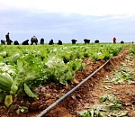 Расширяется «Белая дача»: в Астраханской области стартовал новый сезон выращивания салатов и зеленого лука