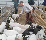 Оспа астраханского мелкого рогатого скота не опасна для людей 