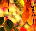 Бабье лето медленно, но верно идет в Астрахань