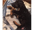 Олег Шеин обратился к астраханскому прокурору с просьбой наказать водителя, переехавшего щенка