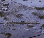 Спасая жизнь бездомной собаки, утонул астраханец