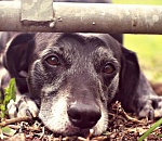 В Астраханской области догхантеры травят собак и щенков