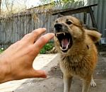 За год бродячие собаки покусали почти четыре тысячи астраханцев