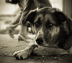 В Астрахани пройдет акция в помощь бездомным животным