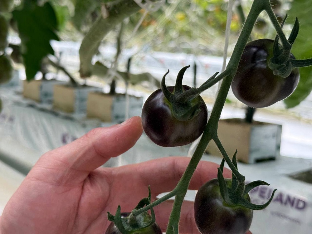 Астраханские аграрии начали эксперимент по выводу необычных томатов