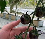 Астраханские аграрии начали эксперимент по выводу необычных томатов