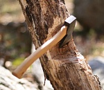 Незаконная рубка леса обошлась астраханцу в полмиллиона рублей уголовного штрафа