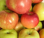 Больше тонны польских яблок, предназначенных для продажи в Астрахани, задержали таможенники