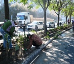 За осень в Астрахани высадят до 2000 деревьев и 5000 кустарников