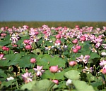 В астраханском заповеднике строители уничтожили целое лотосное поле