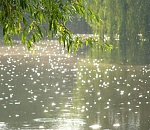 В среду в Астраханской области обещают небольшой дождь