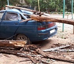 Наломали дров: в Астрахани дерево упало на машину