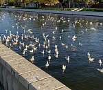 Центр Астрахани заполонили милые чайки