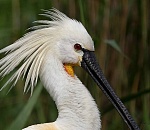 Записки астраханского натуралиста. Проект по охране и изучению колпицы