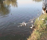 Под Астраханью двое сельчан полностью перекрыли реку ставной сетью