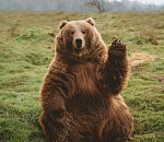 Дмитрий Медведев призвал всех единороссов пожертвовать месячную зарплату на борьбу с вирусом