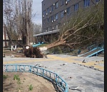 В Астрахани дерево упало на поликлинику