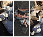 У продавцов астраханских рынков изъяли 667 килограммов рыбы