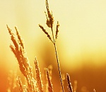 МЧС предупреждает о высокой пожароопасности в Астраханской области