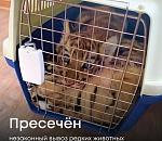Спасённых львят и бенгальских тигрят временно разметили в частном астраханском зоопарке