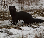 Астраханцы выпустили на волю американскую норку