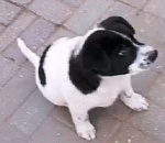 Астраханская прокуратура проверяет случай жестокого избиения щенка подростками