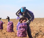 Астраханские фермеры увеличат посадки овощей и картофеля на 2,2%