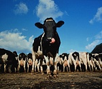 В Астрахани поймали банду похитителей скота