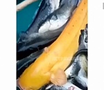 В Астраханской области поймали необычного, но красивого сома