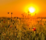 В Астраханской области по-прежнему будет допекать зной