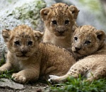 В зоопарке под Астраханью родились три львенка