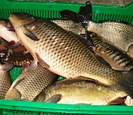 Из Астраханской области не выпустили в Казахстан 19 тонн сазана