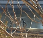 Фото дня: дети рискуют жизнью на тонком льду в центре Астрахани