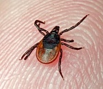 В Астраханской области зарегистрированы еще два случая крымской геморрагической лихорадки