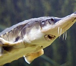 В Астрахани осуждены трое посредников между браконьерами и ресторанами