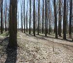 Вокруг Астрахани хотят создать «зеленый щит»