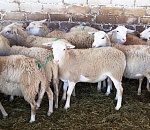 В Астрахани житель Дагестана потерял полтора миллиона на фантомных овцах