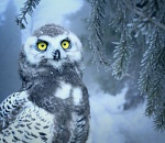 Завтра астраханцам обещают снег