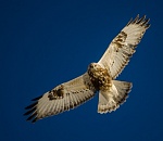 Записки астраханского натуралиста. Зимняки - мохноногие гости с Севера