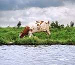 Под Астраханью подвыпивший работник пытался собрать коров в степи и утонул